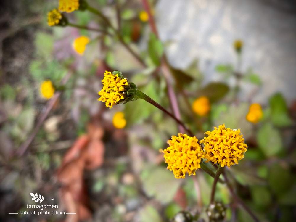 の画像 by tamagomen. nara.1964さん | 植物観察日記とコセンダングサ( 小栴檀草 )とiPhone11ProMaxと佐保川散策と自然観察日記と奈良県奈良市と曇り時々晴れと気温4℃