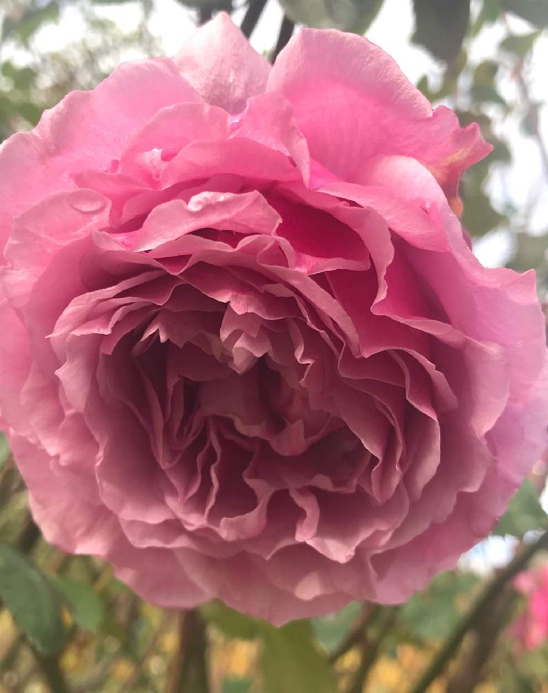 お出かけ先の画像 by ひろちゃんさん | お出かけ先とバラと薔薇と夢紫(ゆめむらさき)とバラ園と横浜と禅ローズと横浜イングリッシュガーデンといい香りと月曜日にはバラをと神奈川県の風景