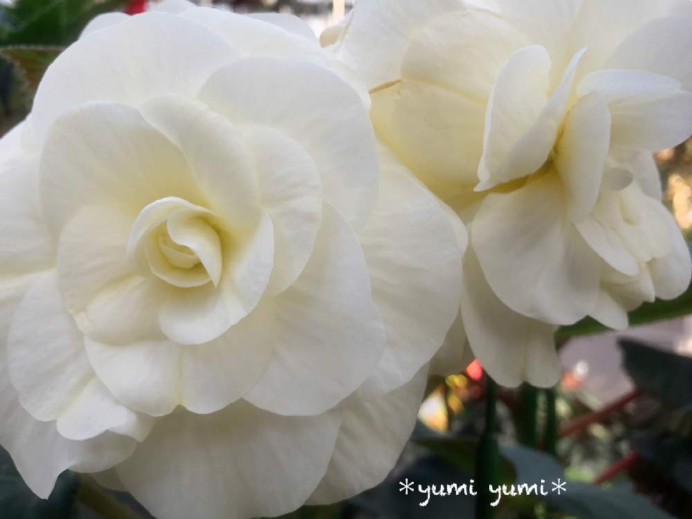 お出かけ先の画像 by *yumi yumi*さん | お出かけ先とキュンキュン乙女倶楽部とお疲れ様です♡と東北、北海道に光をとヒヤミカチ首里城!とひやみかち首里城!と球根ベゴニア☆と広島市植物公園と花のある暮らしと被災地にエールを…。と白い花と令和ホワイトクリスマス