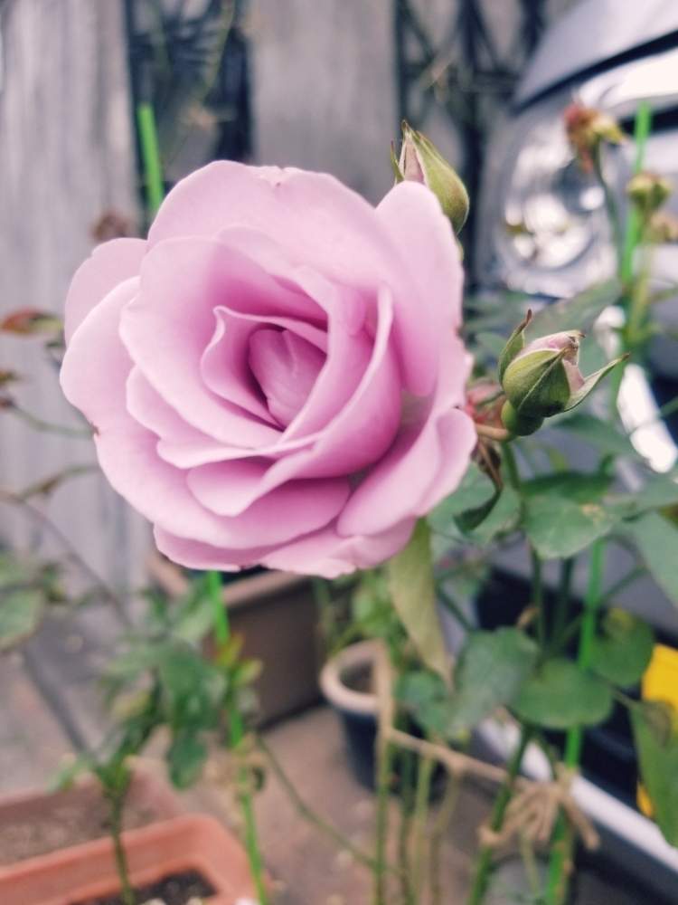 小さな庭の画像 by ニワバラベラバラさん | 小さな庭とたそがれとばら バラ 薔薇と培養土を考える倶楽部と薔薇に魅せられてとピンク❤︎ピンクと薔薇のある暮らし♡とバラ 鉢植えと花ちゃん培養土と鉢ロザリアンと何もしないと花のある暮らしと薔薇♪とばら 薔薇 バラとバラ・ミニバラとバラを楽しむとむらさき❇︎
