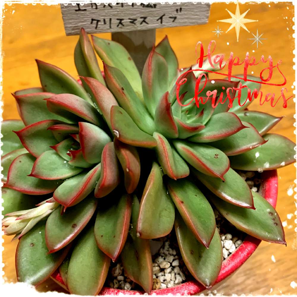 小さな庭の画像 by ღmomoღさん | 小さな庭と多肉植物と外組の1部とXmas♪とお金をかけずに楽しむと田舎と多肉女子とガーデニング初心者と名前覚えるの苦手ですと花のある暮らしとクリスマスイヴ♪
