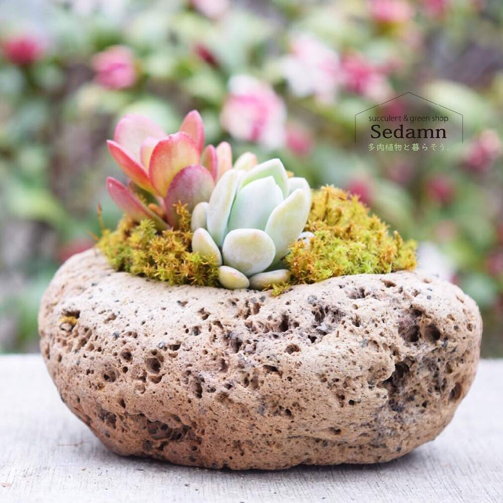 玄関の画像 by 多肉植物アレンジshop Sedamnさん | 玄関と多肉植物と植物男子とSedamnと多肉大好きとフォロー歓迎とプレゼントと毎日を特別にと癒しと多肉のある暮らしと溶岩石と緑のある暮らしと紅葉(こうよう)と大切な人に…と多肉女子と多肉の魅力と苔(こけ)と販売中と可愛いと多肉寄せ植えとクリスマス
