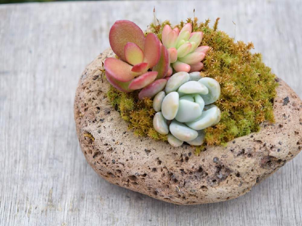窓辺の画像 by 多肉植物アレンジshop Sedamnさん | 窓辺とエケベリア属『グリムワン』と多肉植物と『冬の盆栽』フォトコンと植物男子とSedamnと多肉大好きとフォロー歓迎とプレゼントと癒しと多肉のある暮らしと溶岩石と緑のある暮らしと紅葉(こうよう)と大切な人に…と多肉女子と多肉の魅力と苔(こけ)と販売中と可愛いと多肉寄せ植えと霧吹きとクリスマス