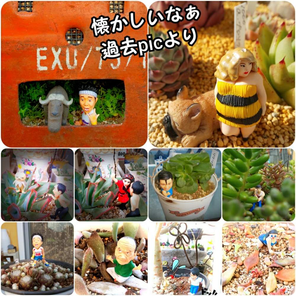 の画像 by 田中大福さん | フィギュアと多肉植物と多肉歴2年目と多肉大好きと多肉女子