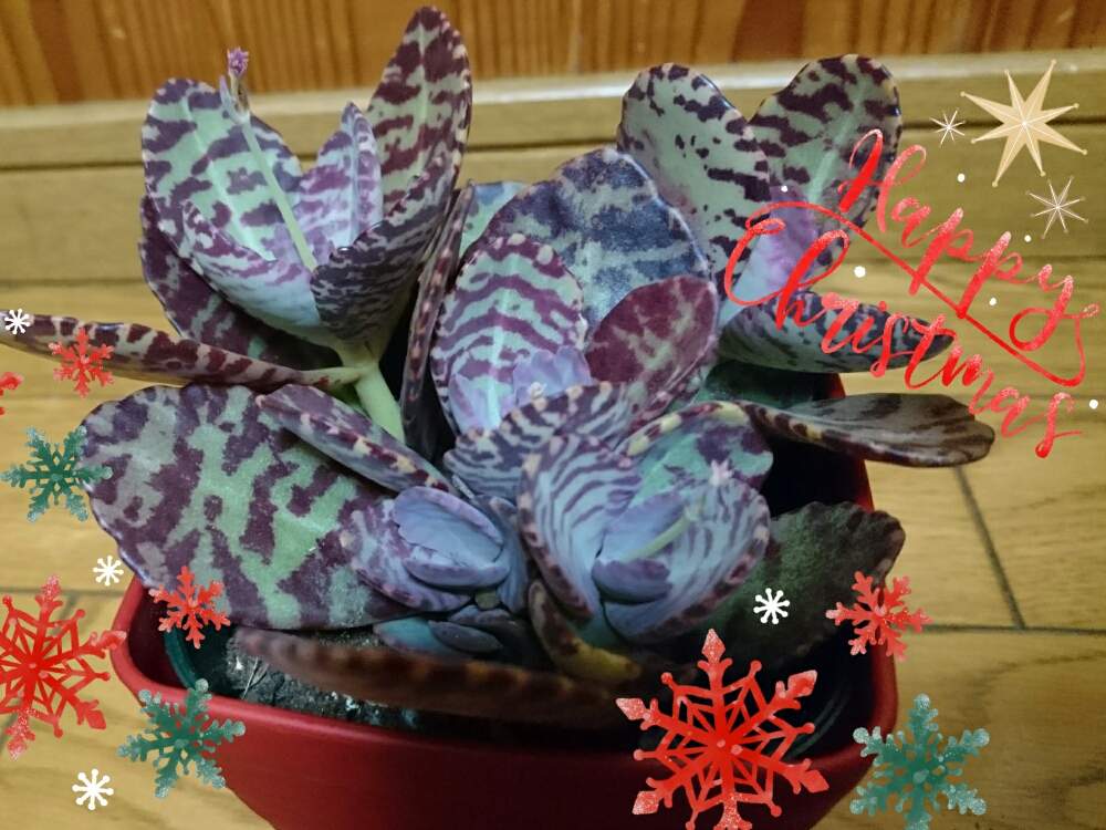部屋の画像 by ロゼットさん | 部屋と多肉植物ときもかわとカランコエ属フミリスと手作り雑貨と多肉植物寄せ植えとワイヤークラフトと多肉女子と紅葉多肉とハンドメイド