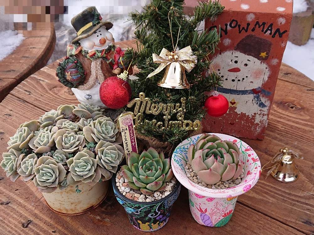 の画像 by かなっちさん | クリスマスキャロルとラブリーローズと多肉植物と多肉大好きと北海道と北海道多肉