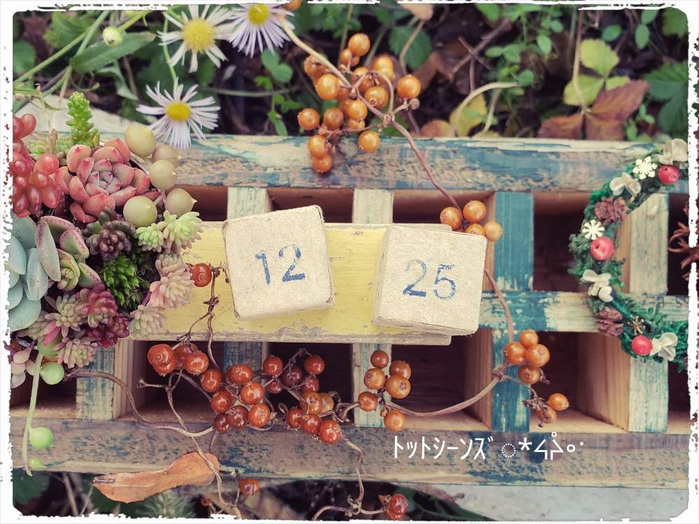 小さな庭の画像 by tot-ziens!(トット・シーンズ)さん | 小さな庭と古い道具✕多肉植物とボーボーゆいままとありがとう♡と小さな多肉寄せ植えとおきにいりとトットジーンズと工場からの風景と花のある暮らしとかわいいな♡と貧乏リース