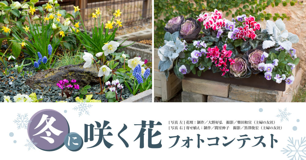 入賞作品は園芸ガイドに掲載！『冬に咲く花』フォトコンテスト