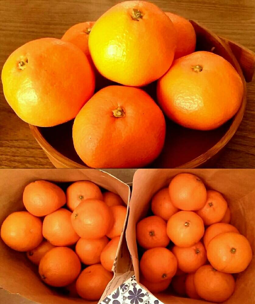 お出かけ先の画像 by ⭐CB1⭐£36hm⭐さん | お出かけ先とみかんと兎に角ゴイス❗と『実』と言えば・・・と植物と言えば・・・と⭐winter garden❤️と食べれるんだわね(^Q^)とGS映えとその後・・・と⭐ cheers⭐とbreakfast, lunch, teatime and supperと縁起善き哉〜☆とgreen & tea time