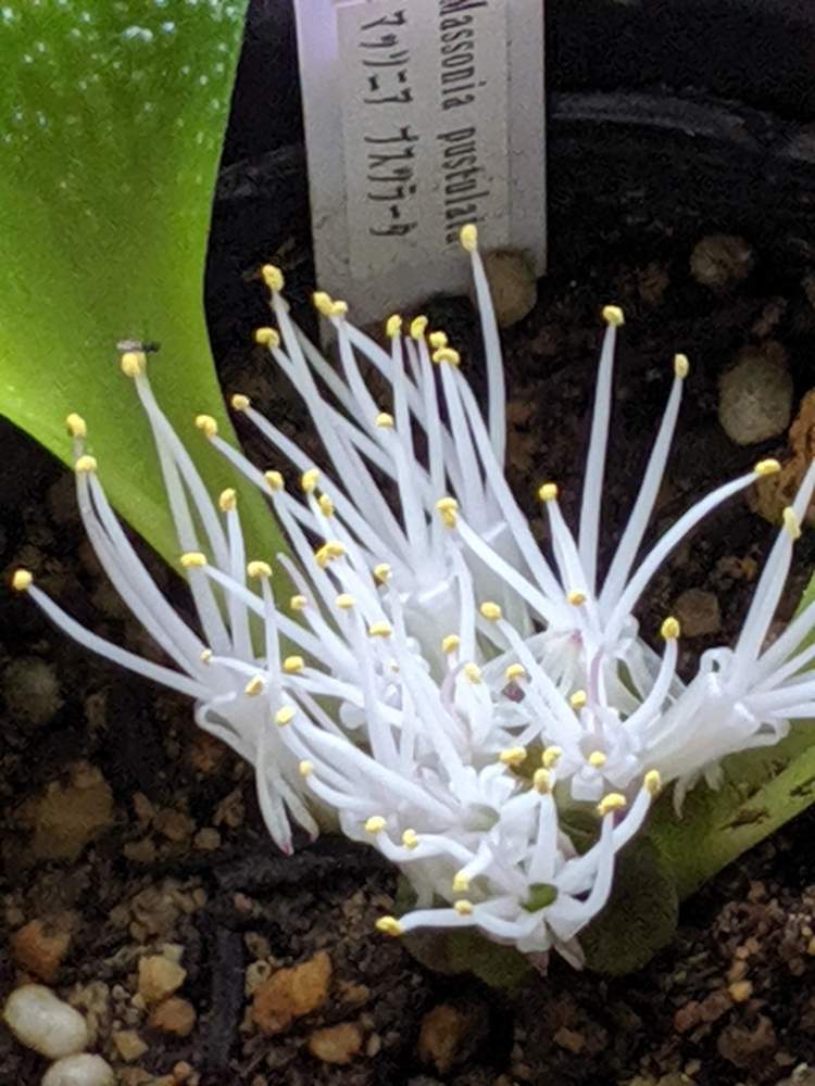 インテリアの画像 by sorahakuさん | インテリアとマッソニア プスツラータと多肉植物と球根多肉と植物のある暮らしと植中毒と球根と癒し空間と多肉女子と珍奇植物と花のある暮らしといやされると勉強中