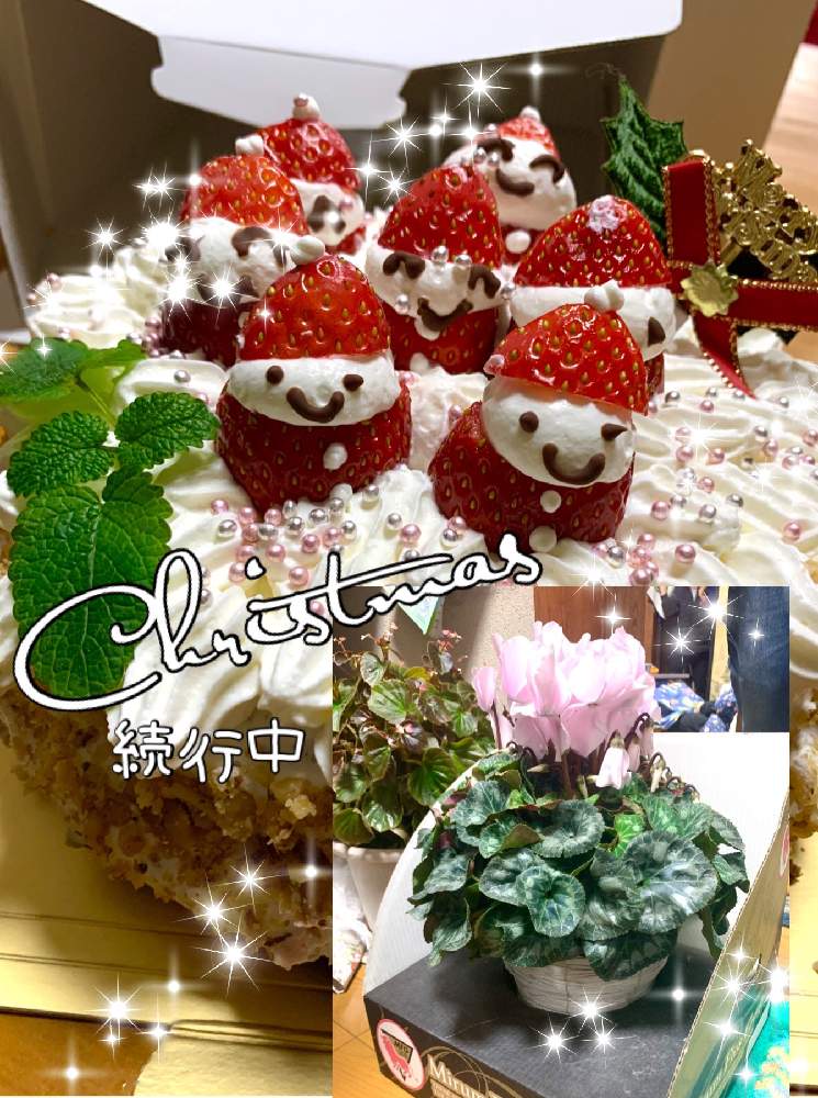 の画像 by kane flowerさん | シクラメンとレモンミントとイチゴと花のある暮らしと家庭菜園奮闘日記と家庭菜園とK.F cookingと中ぐらいの庭と埼玉県と2019 K.F 家庭菜園と自家製野菜と無農薬有機栽培と無農薬 無化学肥料栽培とK.F家庭菜園とクリスマス
