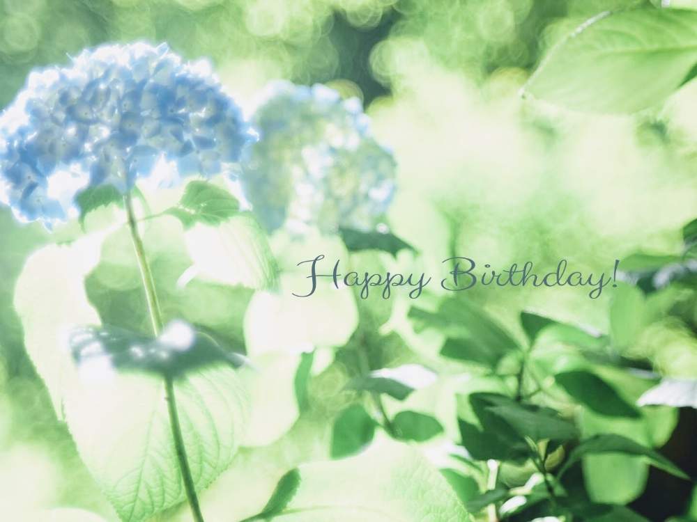 の画像 by quicoule❁*゚さん | quicoule's photoとハッピーバースデーとありがとう❤️とお花が好き♡としあわせ♡と素敵な出会いに感謝と花のある暮らしと優しい時間