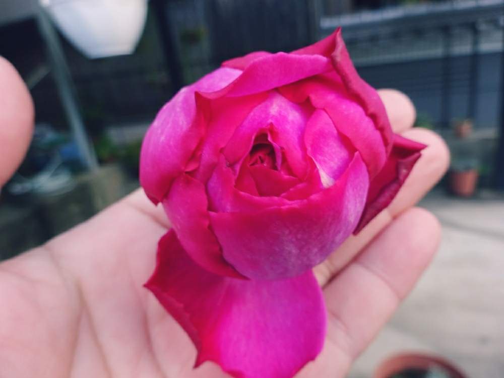 小さな庭の画像 by きらまるさん | 小さな庭とイヴ・ピアジェとHTCと極上咲きと薔薇愛同盟と薔薇男子と薔薇に魅せられてとオシャレとB型とバラのある暮らしとGS映えと今日の一枚とセクシーときれいな色と美しき薔薇様とたまらん!と花のある暮らしとテンション⤴︎とロザリアンとバラを楽しむ