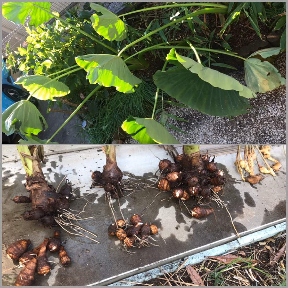 の画像 by GOOSさん | 収穫の喜びと初収穫と混植家庭菜園と家庭菜園と我が家の花壇と家庭菜園奮闘日記とコンパニオンプランツ