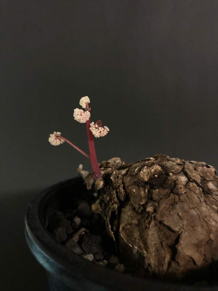 窓辺の画像 by hittyyさん | 窓辺と開花中とStephania sp.novaと塊根植物のある暮らしと塊根とステファニア ノヴァSPとStephanie sp. novaと塊根植物と静かな夜✨と可愛すぎる♡とステファニア属と花のある暮らしとステファニア ノーバ