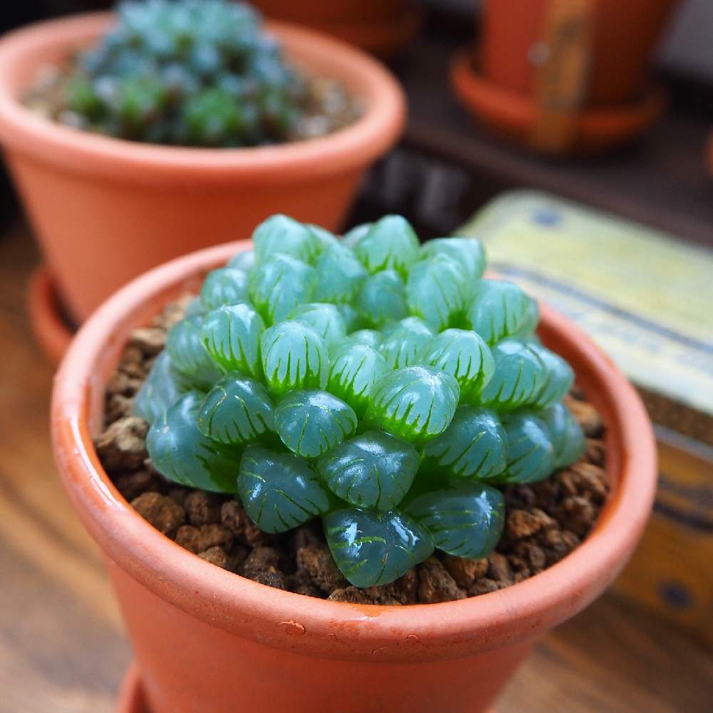 部屋の画像 by ロングさん | 部屋とハオルチア オブツーサと多肉植物とキラキラ✨とハオルチア属と室内越冬と鉢植えと北海道の庭と多肉棚