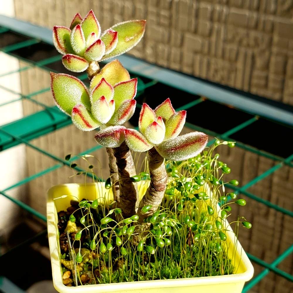 バルコニー/ベランダの画像 by 栗もなかさん | バルコニー/ベランダと多肉植物と熊本とハムシー♪と多肉おばちゃん