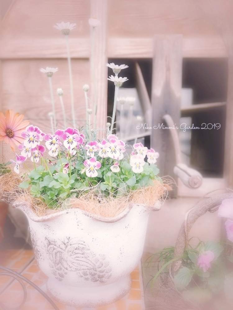 の画像 by 猫みんみさん | ローダンセマムとビオラとみどりのある暮らしと植物のある暮らしとセリア鉢と寄せ植えとビニールハウスとビオラピンクラビットとガーデニング初心者と花のある暮らしとかわいいとリメイク鉢
