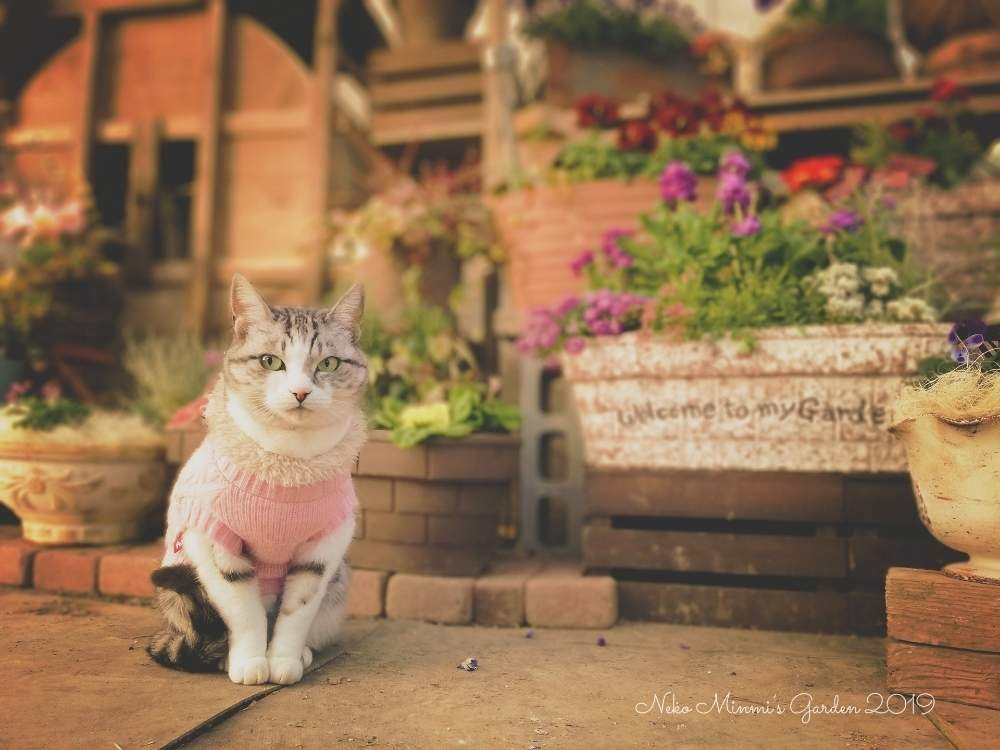 の画像 by 猫みんみさん | はなとみどりのある暮らしと植物のある暮らしと猫好きと今日のお散歩と寄せ植えとビニールハウスとお散歩猫とガーデニング初心者と花のある暮らしとかわいいと猫のいる暮らし