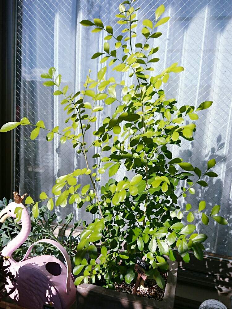 バルコニー/ベランダの画像 by RINchan◡̈*✧さん | バルコニー/ベランダとシルクジャスミンと観葉植物とボタニカルライフと100均とダイソーとベランダガーデンと植中毒と多肉女子とマンションのベランダとベランダーとダイソー産とバルコニスト