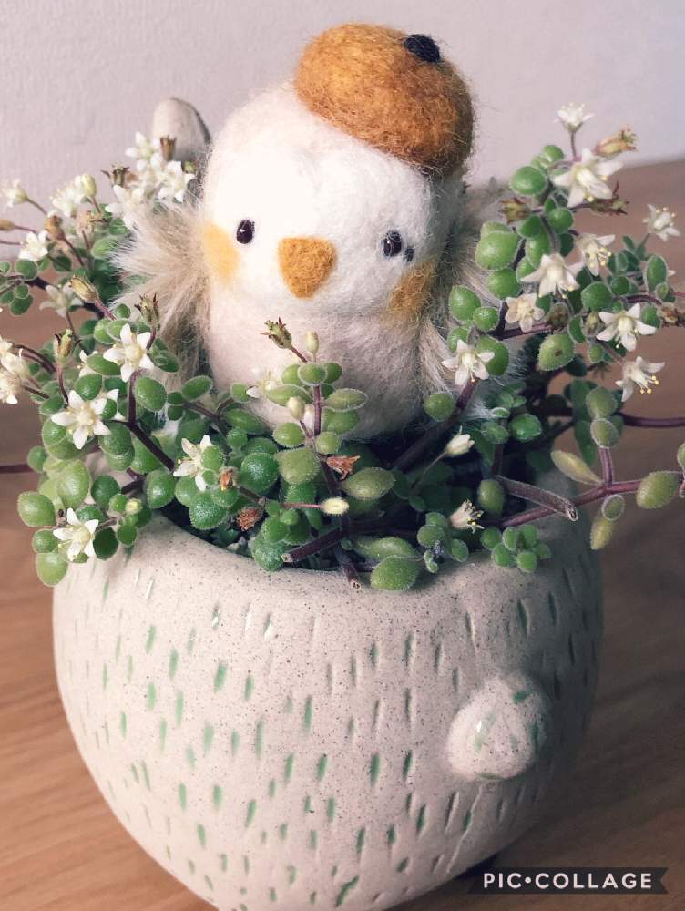 部屋の画像 by みこさん | 部屋と多肉植物とたにくと多肉大好きと幸せを呼ぶフクロウ祭りと多肉ラボ©と ブロウメアナと花のある暮らしとフクロウ祭とiPhoneとminne(ミンネ)