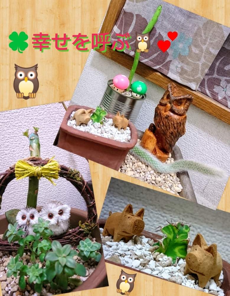 階段/廊下の画像 by のりっぺさん | 階段/廊下と素敵な贈り物♥️と幸せを呼ぶフクロウ祭りと朝晩…寒っ (((^^;)ときのこさんのフクロウとタニラーと寒すぎて心配(-""-;)と花のある暮らしと多肉ちゃん初心者とフクロウ祭りと楽しい園芸o(^o^)oとバルコニストとフクロウ祭