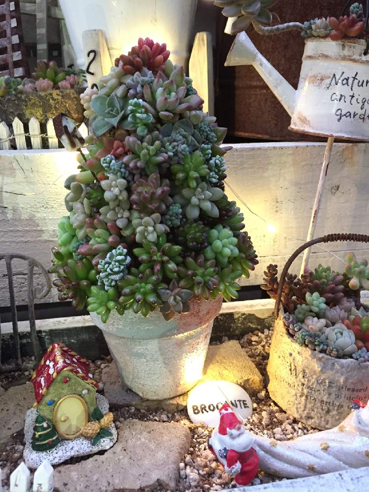 バルコニー/ベランダの画像 by kurumichocoさん | バルコニー/ベランダと多肉植物と季節を楽しむとクリスマスツリーとNO GREEN NO LIFEとわがやの多肉スペースとGS映えと多肉植物寄せ植えとナチュラルガーデンと癒しgreenとベランダガーデンと多肉のツリーと多肉女子とタニラーと花のある暮らしと多肉寄せ植えとちまちま寄せとライトアップ