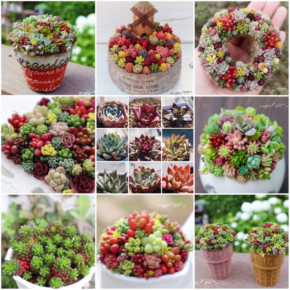 の画像 by sugarさん | 多肉植物とエケbestnineとありがとうございましたとまた来年もよろしくと多肉植物寄せ植えとチマチマbestnineとチマチマ倶楽部と多肉女子と可愛いと花のある暮らしと私のbestnine