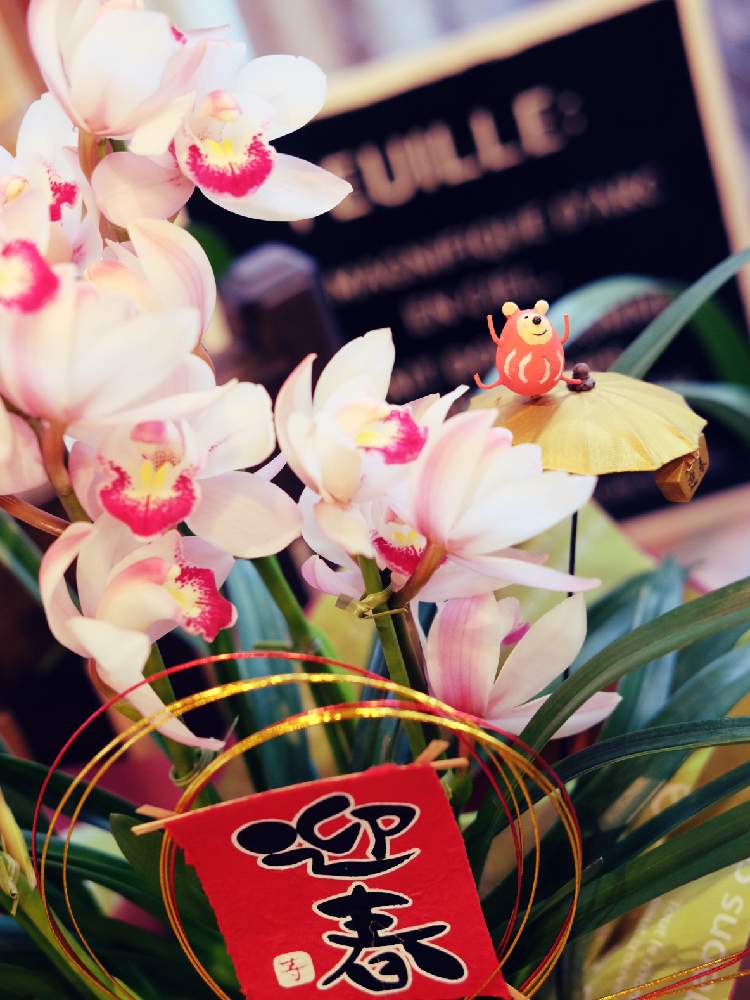 の画像 by Green Terraceさん | シンビジウム ジュレとギフトと季節の花とお知らせと花のある暮らしとお花屋さんとフラワーギフト