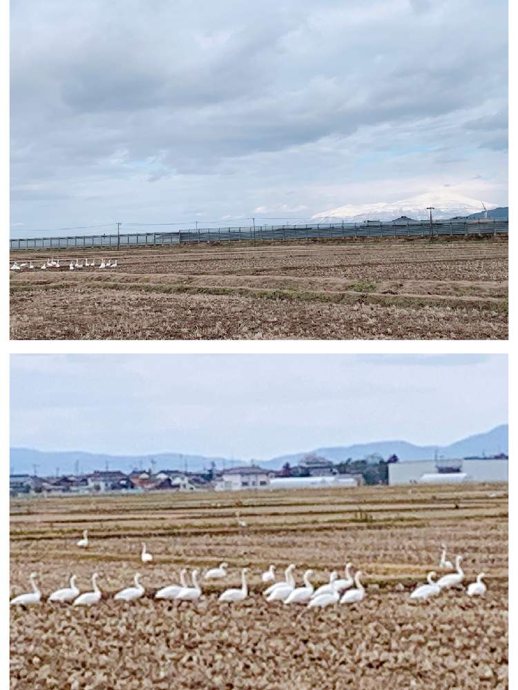お出かけ先の画像 by ぷとぴさん | お出かけ先といねとふゆと ハクチョウと田んぼの風景と山形