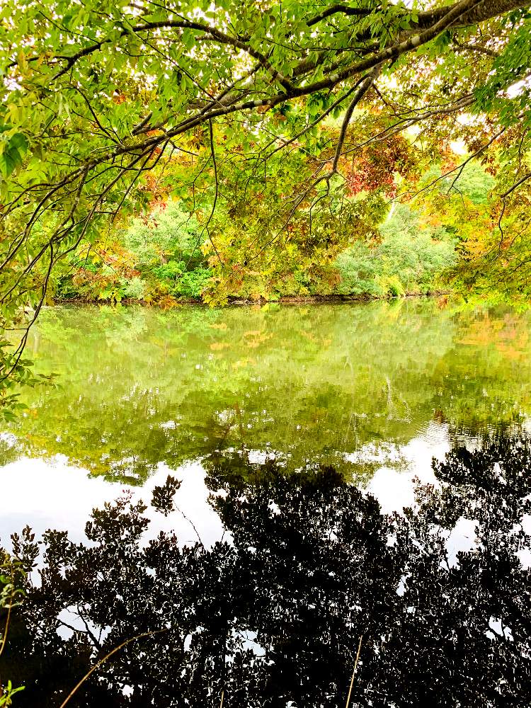 お出かけ先の画像 by ポチ音さん | お出かけ先と黄葉と大沼公園と令和の風景と紅葉(こうよう)と令和元年の思い出と令和元年と北海道と青空ともみじ紅葉と令和の緑