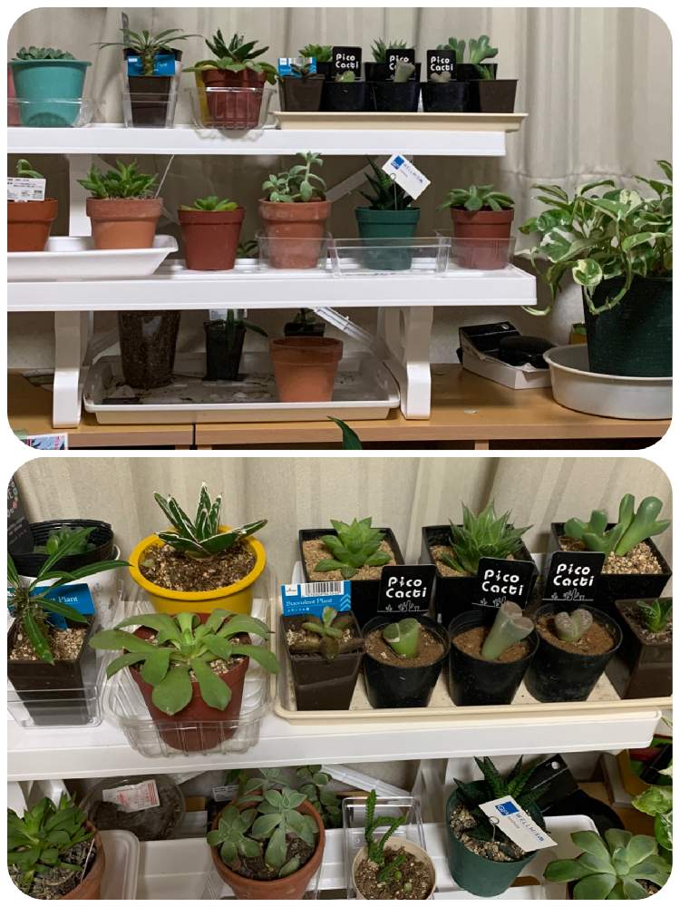 の画像 by ふみさん | 多肉植物初心者と多肉植物と青森♡と青森市と多肉大好きと多肉植物のある暮らしと青森と多肉女子と青森県❤︎.*と花のある暮らしとタニク初心者と多肉初心者