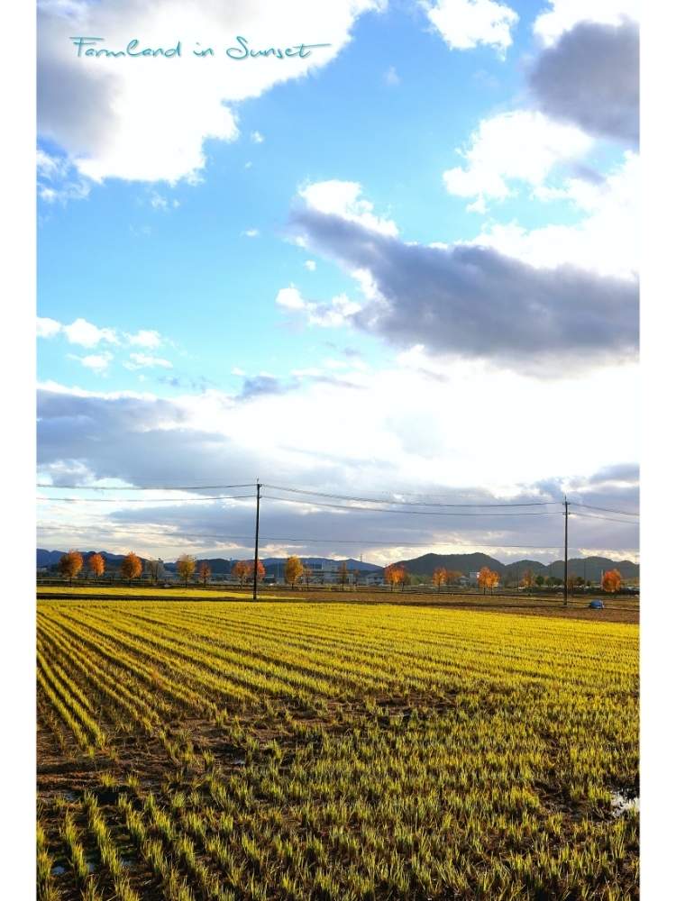 お出かけ先の画像 by toshi722さん | お出かけ先と初冬と長良川河川敷と岐阜県と長良川と田園風景と美濃市