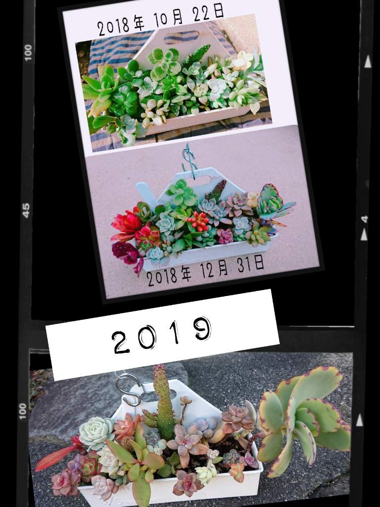 の画像 by りえさん | 多肉植物とGS2年生とGS1周年と名前を教えてくださいとたにおたくらぶNo.59とたにおたくらぶ