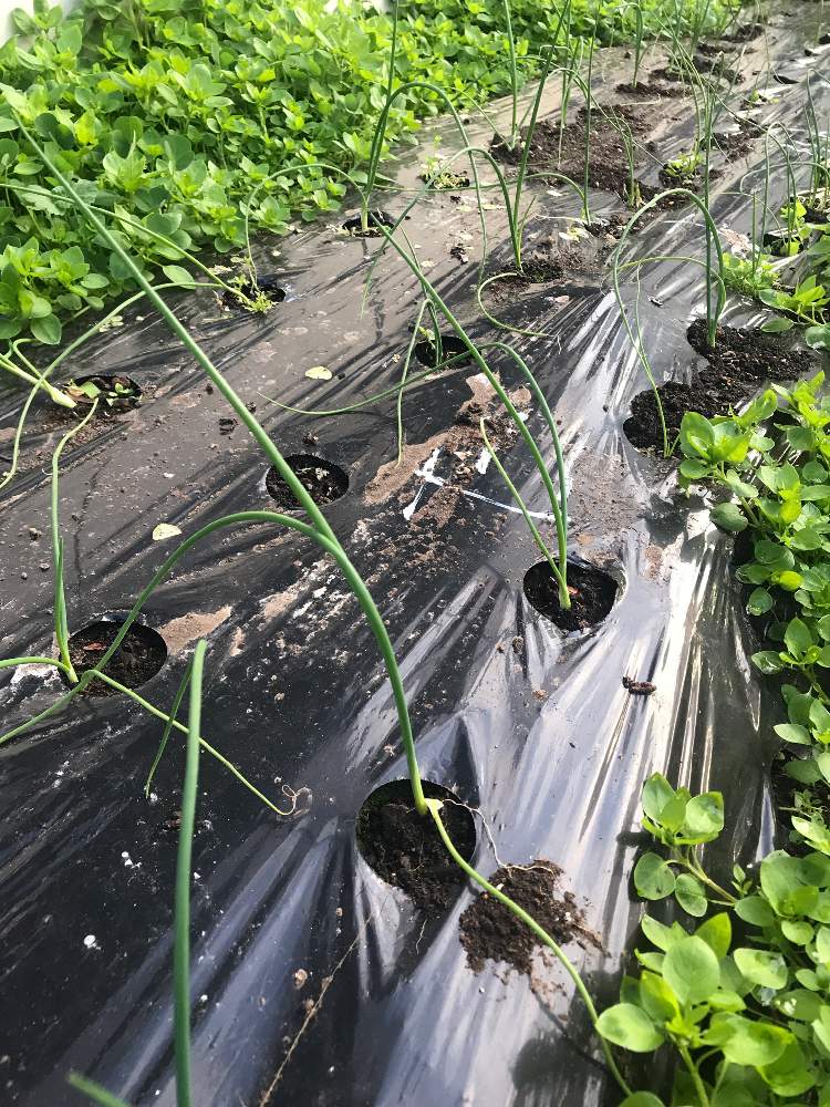 の画像 by GOOSさん | クリムソンクローバーとたまねぎ スパートと混植家庭菜園と種まきと家庭菜園と職場のガーデニング部と家庭菜園奮闘日記とコンパニオンプランツとタキイ