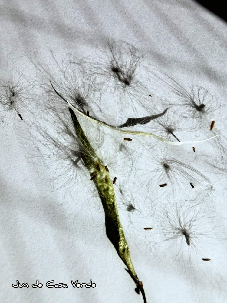 の画像 by じゅん de Casa Verdeさん | ディスキディアとカンガルーポケットとディスキディア カンガルーポケットと多肉植物とたね