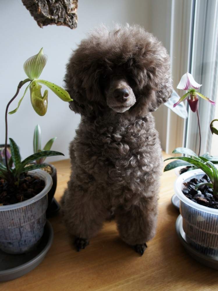 部屋の画像 by woodAppleさん | 部屋とPaph. tonsumと洋蘭と愛犬とPaph.callosum var.sublaeveとタイランデンセとアンガールズとトンサムと犬のいる暮らしと洋蘭原種とパフィオペディラム原種
