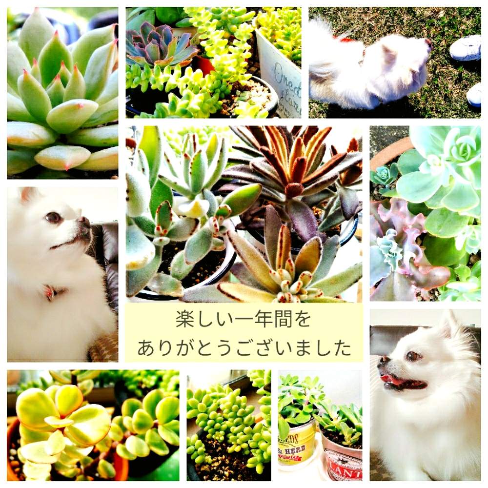 部屋の画像 by はる✾さん | 部屋と愛犬とGSのみなさんに感謝♡と多肉女子と花のある暮らしとわんこと一緒