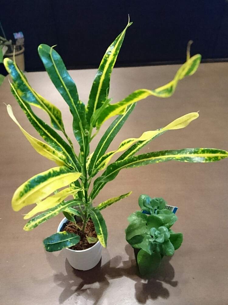 部屋の画像 by RINchan◡̈*✧さん | 部屋とクラッスラ属 コルデタとクロトンと多肉植物と観葉植物とボタニカルライフと100均とダイソーと植中毒と強い子に育って欲しいと多肉女子とタニラーと新入りさんとキレイな葉っぱとタニク初心者とダイソー産