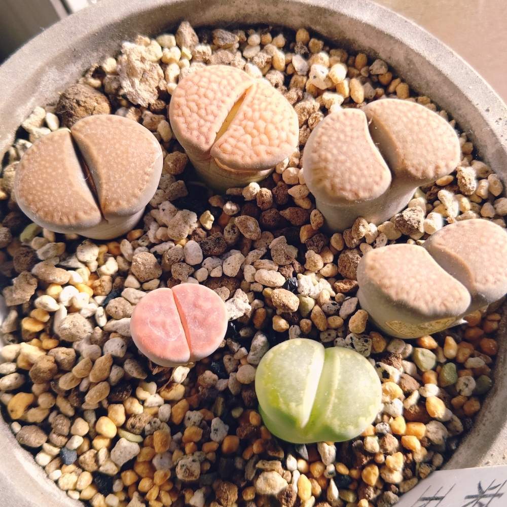 窓辺の画像 by ひーさん | 窓辺とリトープスと多肉植物と株分けとわが家の多肉スペースとGS映えとGS日和と植中毒と今日の一枚と多肉女子とタニラーと成長記録とナチュラルスタイルと多肉寄せ植え