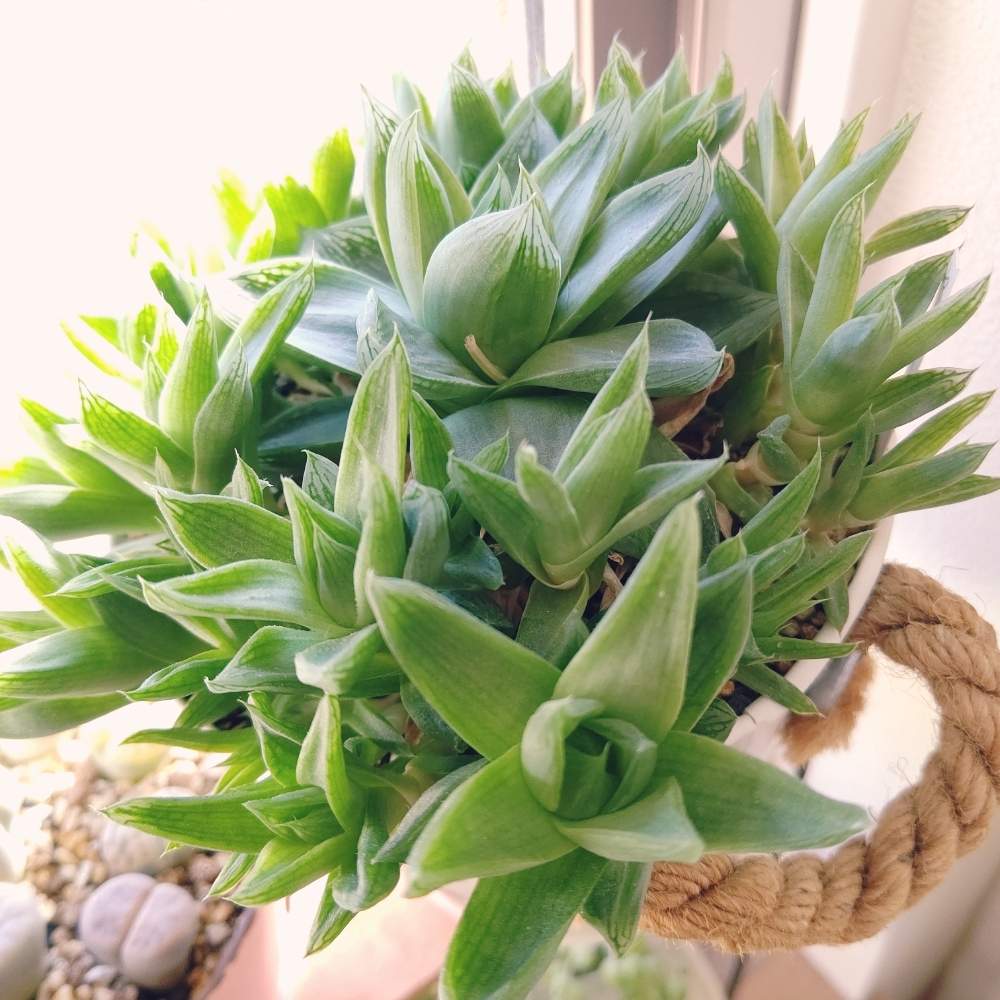 窓辺の画像 by ひーさん | 窓辺とハオルチアと宝草と多肉植物と株分けとわが家の多肉スペースとGS映えとGS日和と植中毒と今日の一枚と多肉女子とタニラーと成長記録とナチュラルスタイルと多肉寄せ植え