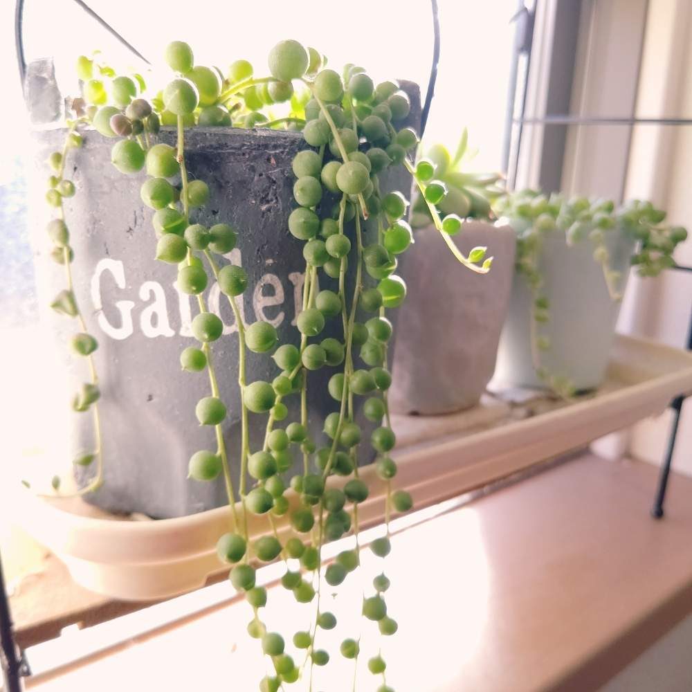 窓辺の画像 by ひーさん | 窓辺とグリーンネックレスと多肉植物と株分けとわが家の多肉スペースとGS映えとGS日和と植中毒と今日の一枚と多肉女子とタニラーと成長記録とナチュラルスタイル