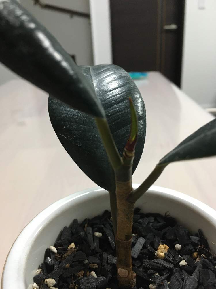部屋の画像 by ゆみへい☺︎さん | 部屋とゴムの木の新芽と観葉植物と植物のある暮らしと2020とハダニさよならといつもありがとう♡と今年もよろしくお願いしますと元気に育ってね♪とハダニバイバイとpic加工無しと癒し系とiphoneSEとGreenSnapmarcheとご縁に感謝と『2020年お正月』フォトコンと植物欲が止まらないとGREEN UP!とゴムの木❇︎と新芽