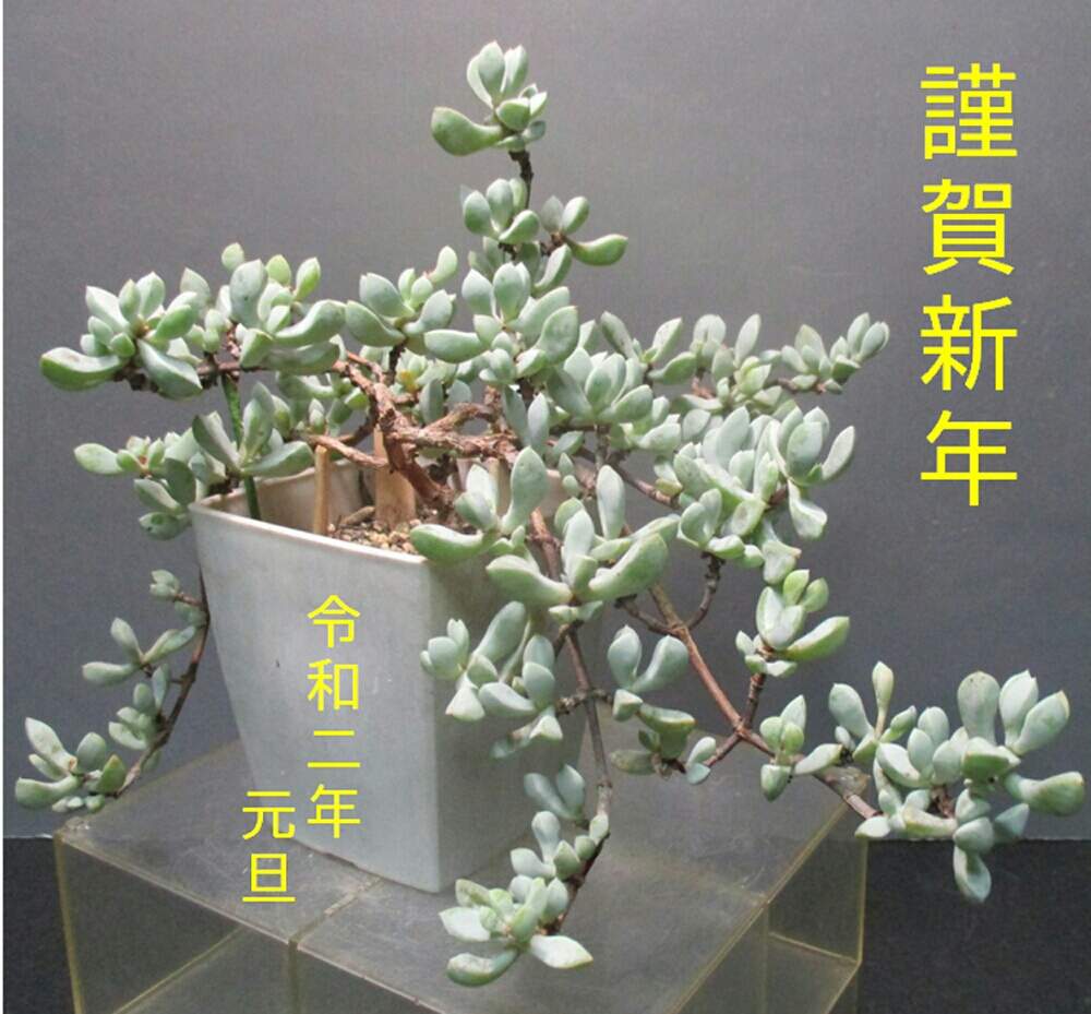棚の画像 by tanikuharuさん | 棚と多肉中毒と多肉植物と観葉植物と我が家の多肉と多肉大好きと セクンダとオスクラリア属と植中毒と今日の一枚と#白鳳菊と多肉初心者