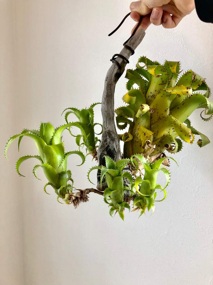 部屋の画像 by Petrichorさん | 部屋と観葉植物とブロメリアと着生植物とネオレゲリア属