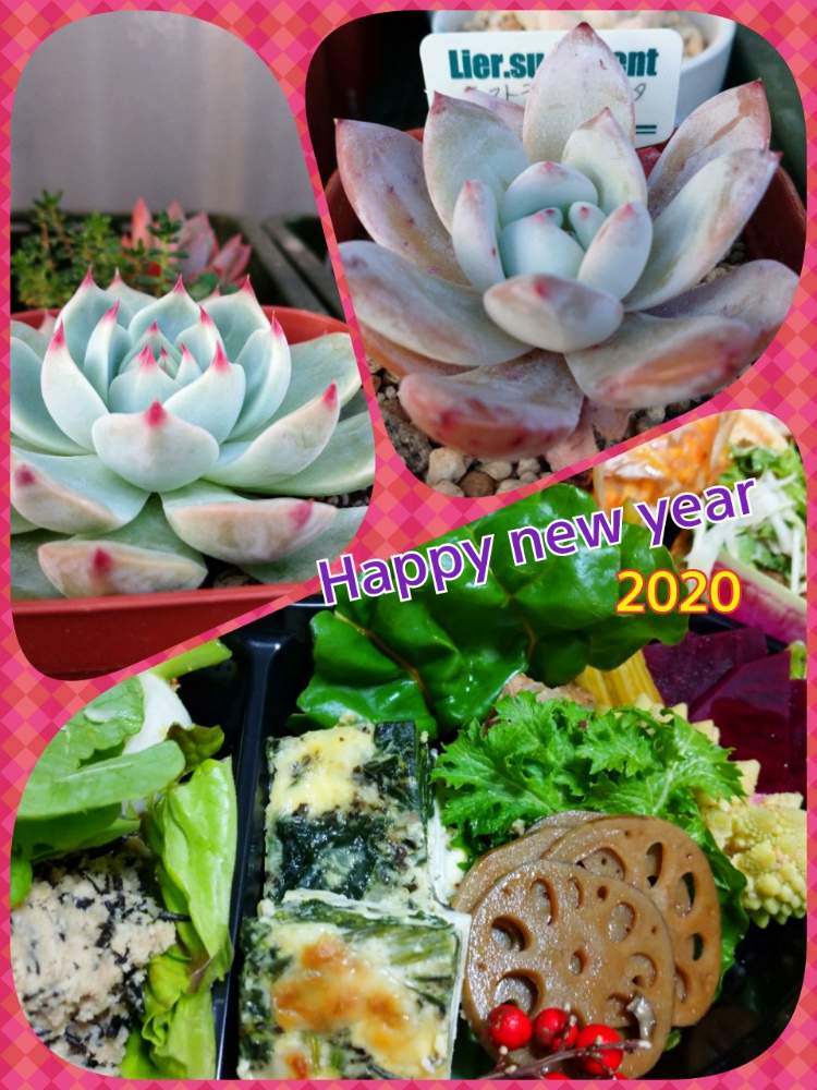 の画像 by さっつんさん | 多肉植物と多肉女子と謹賀新年