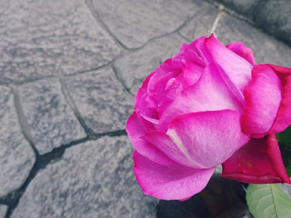エントランスの画像 by きらまるさん | エントランスとイヴ・ピアジェとHTCとピンク同盟と極上咲きと薔薇愛同盟と薔薇男子と薔薇に魅せられてとオシャレとB型とバラのある暮らしとGS映えと今日の一枚とセクシーときれいな色と美しき薔薇様とたまらん!と花のある暮らしとかわいいな♡とロザリアンとバラを楽しむとシボラー