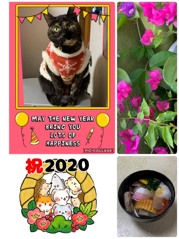 の画像 by ぷ〜にゃん♪さん | ネコのいる暮らしとネコ好きと2020年新年のご挨拶とねこ愛が止まらないと沖縄の冬景色とハナビニャンと沖縄北部とネコと花のある暮らしと沖縄ニャン ♪
