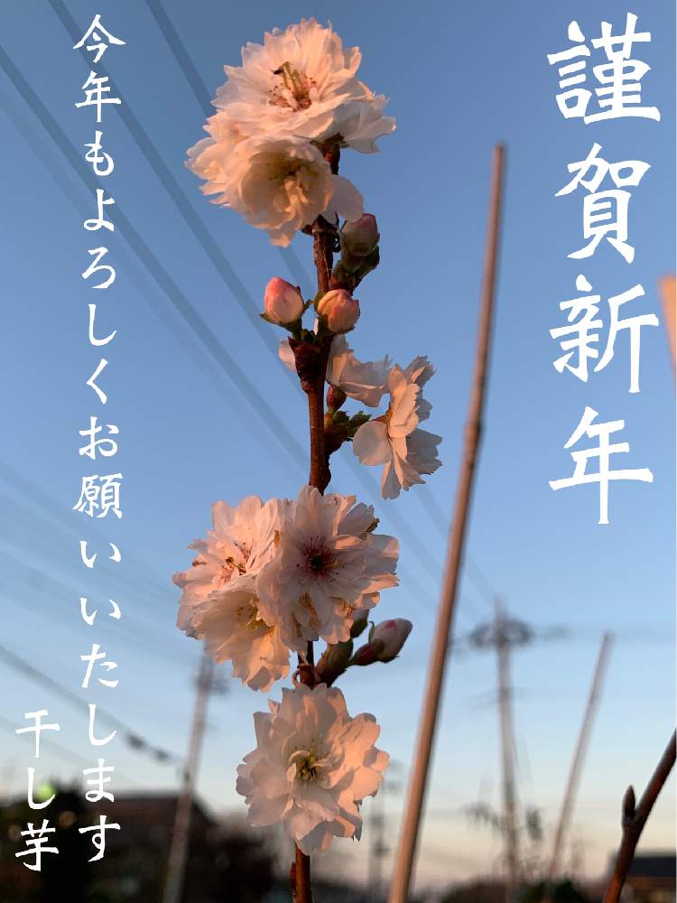 小さな庭の画像 by 干し芋母ちゃんさん | 小さな庭と10月桜と腐葉土研究会研究員18号と干し芋の庭1月と美しきかなとpicカラー&トーン無加工と『2020年お正月』フォトコン