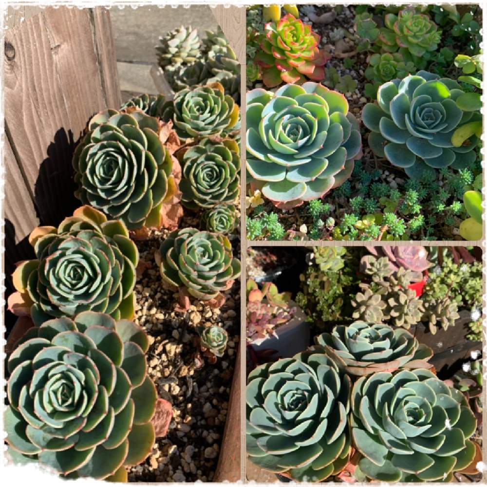 小さな庭の画像 by ღmomoღさん | 小さな庭と多肉植物と外組の1部とエケベリア属♪とお金をかけずに楽しむと田舎と多肉女子とガーデニング初心者と名前覚えるの苦手ですと七福神様♪と花のある暮らし